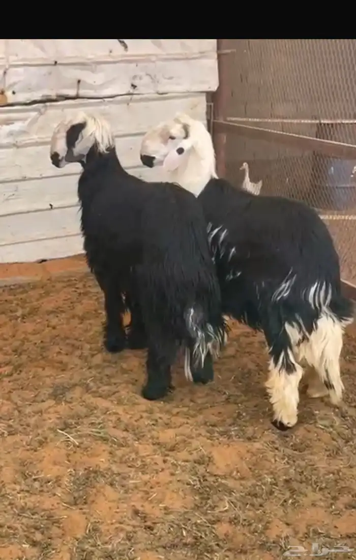 طليان نجد جذعان - طيبة 0