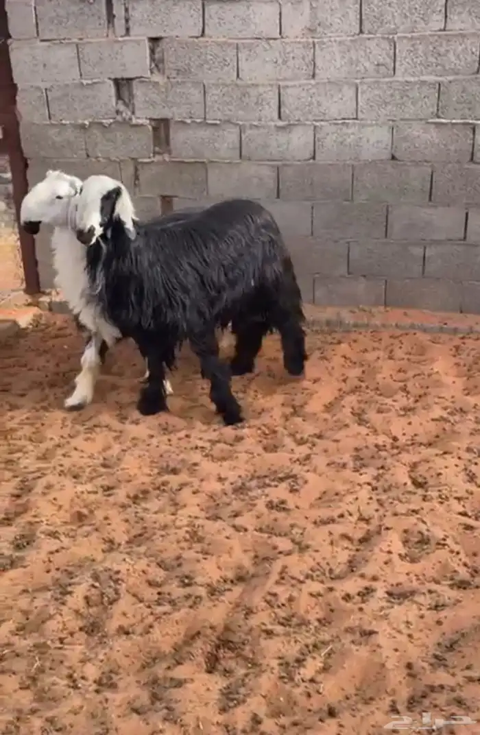 طليان نجد جذعان - طيبة 4