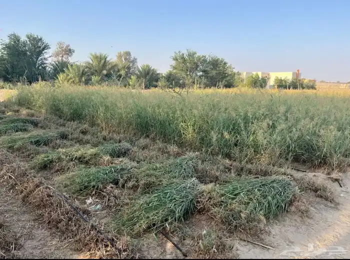 مزرعة للبيع في بيشة 1