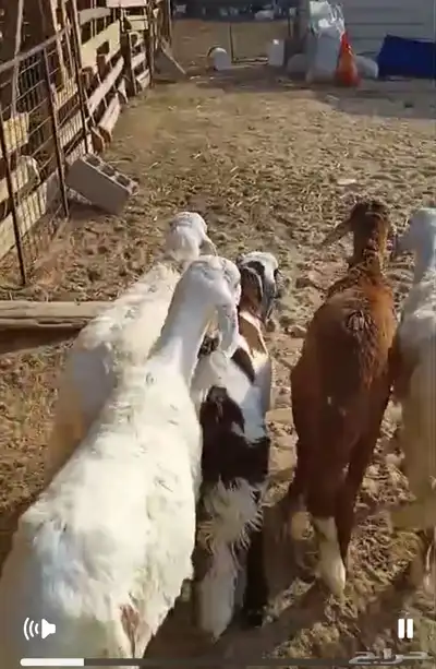 اضاحي ضحايا سواكني طيب 3