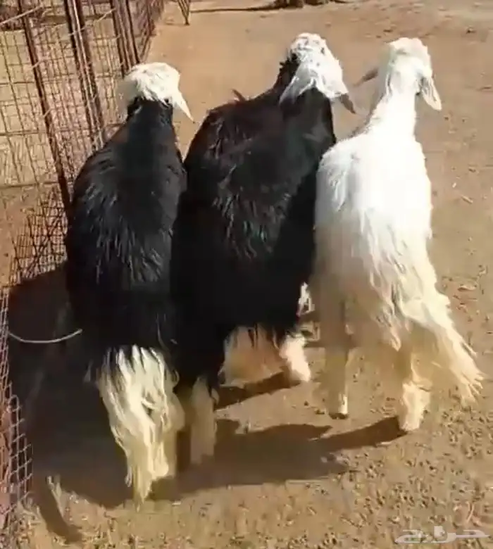 طليان نعيمي ونجدي وحري وسواكني وتيوس 11