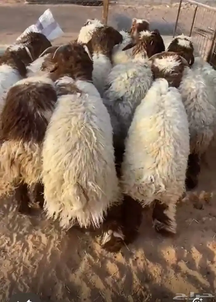 ضحايا للبيع ويوجد تابي 0