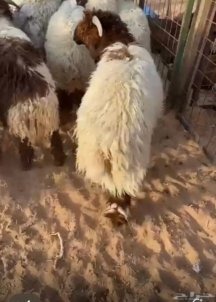 ضحايا للبيع ويوجد تابي 1
