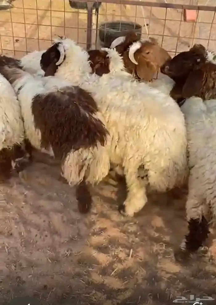 ضحايا للبيع ويوجد تابي 2
