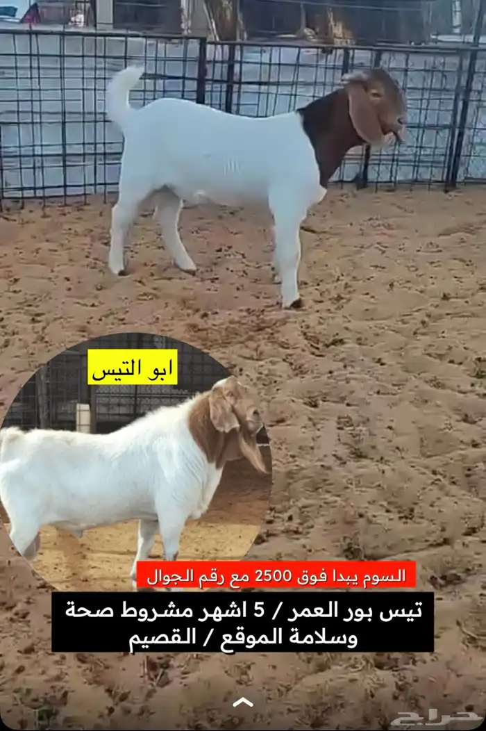 تيس بورقوت جنوب افريقي اصل من الام والاب بورقوتثني راس فاخر 3