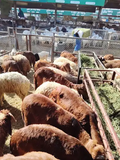 برابر وتيوس و سواكن ونعيمي 3