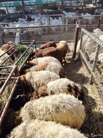 برابر وتيوس و سواكن ونعيمي 4