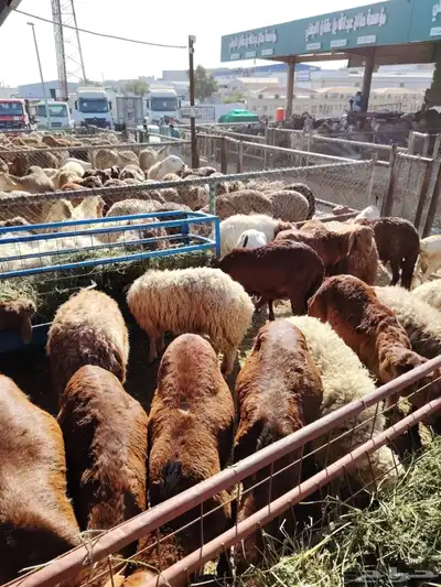 برابر وتيوس و سواكن ونعيمي 1