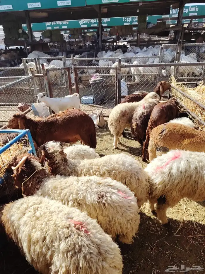 سواكن ونعيمي وبربري وتيوس 1