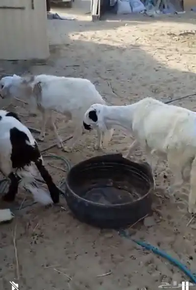 اضاحي ضحايا سواكني طيب 4