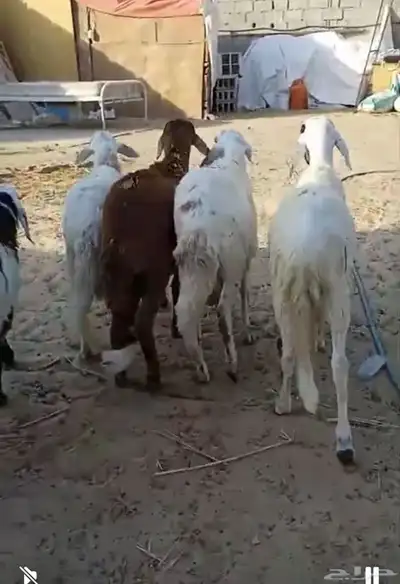 اضاحي ضحايا سواكني طيب 5