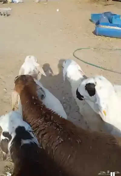 اضاحي ضحايا سواكني طيب 1