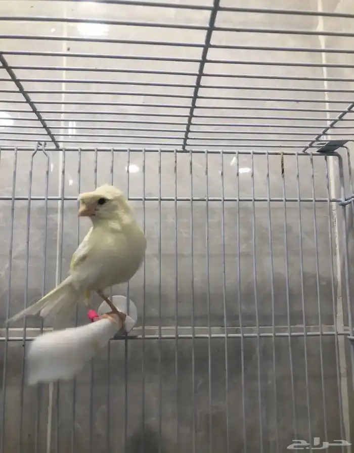 ذكر كناري سوري (( تم البيع )) 0