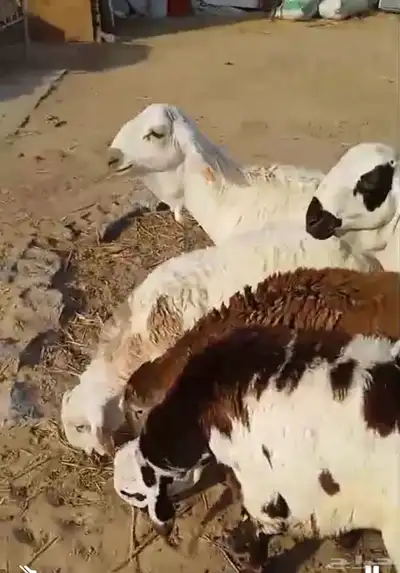 اضاحي ضحايا سواكني طيب 0
