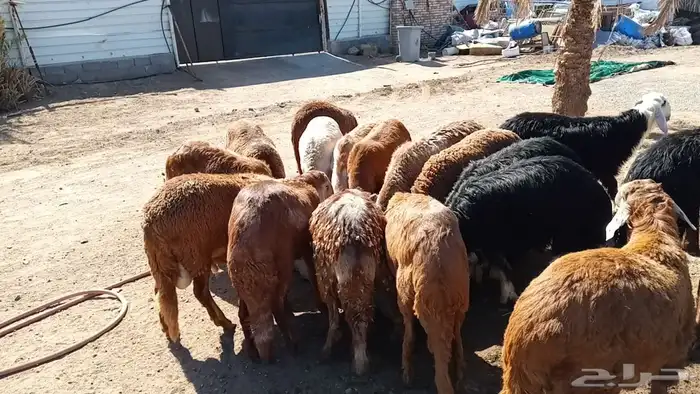 طليان نعيمي ونجدي وحري وسواكني وتيوس 24