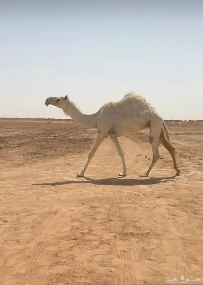 تم البيع 1