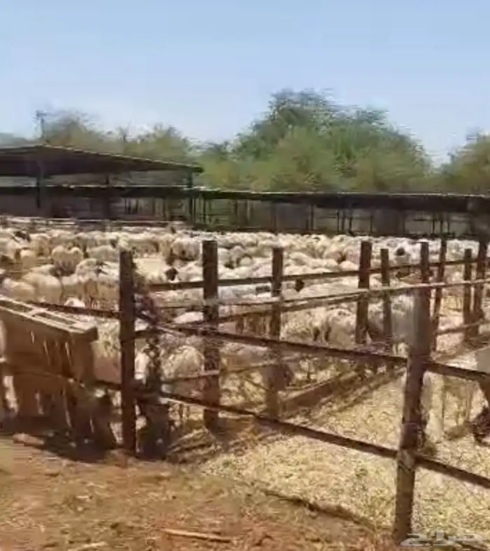يوجد اضاحي بربري السعر 480 العدد 150الف 1