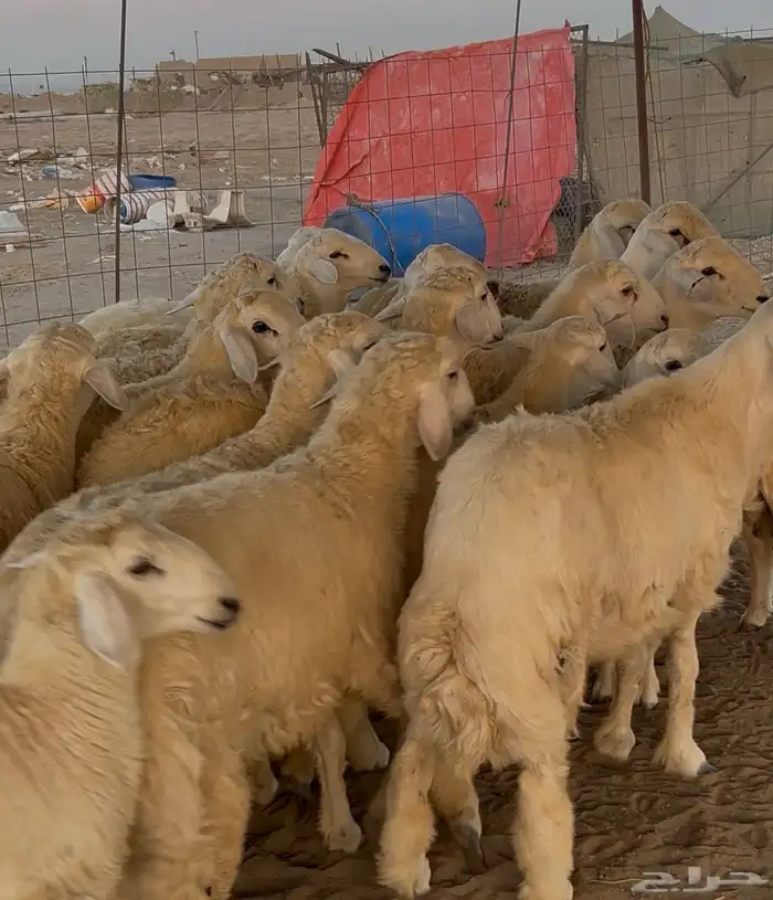 اضاحي العيد شامل الذبح والتوصيل 6