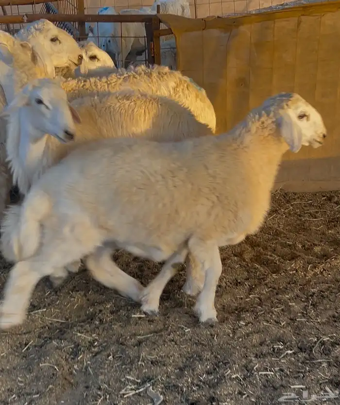 اضاحي العيد شامل الذبح والتوصيل 4