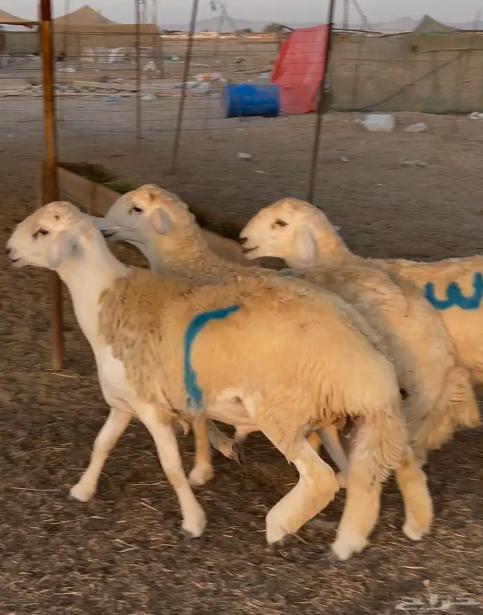 اضاحي العيد شامل الذبح والتوصيل 1