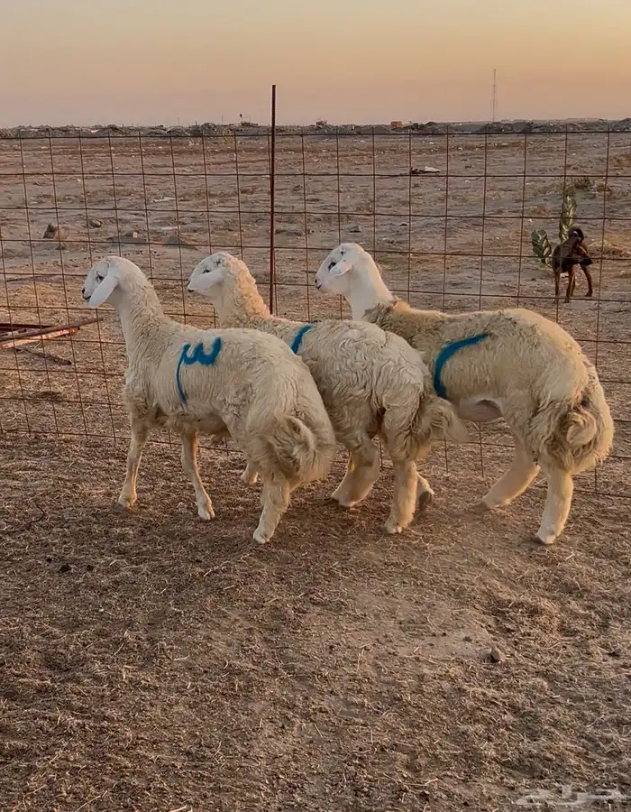 اضاحي العيد شامل الذبح والتوصيل 2