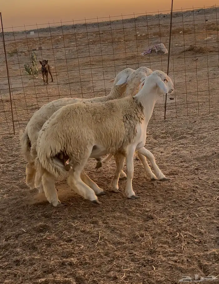 اضاحي العيد شامل الذبح والتوصيل 3