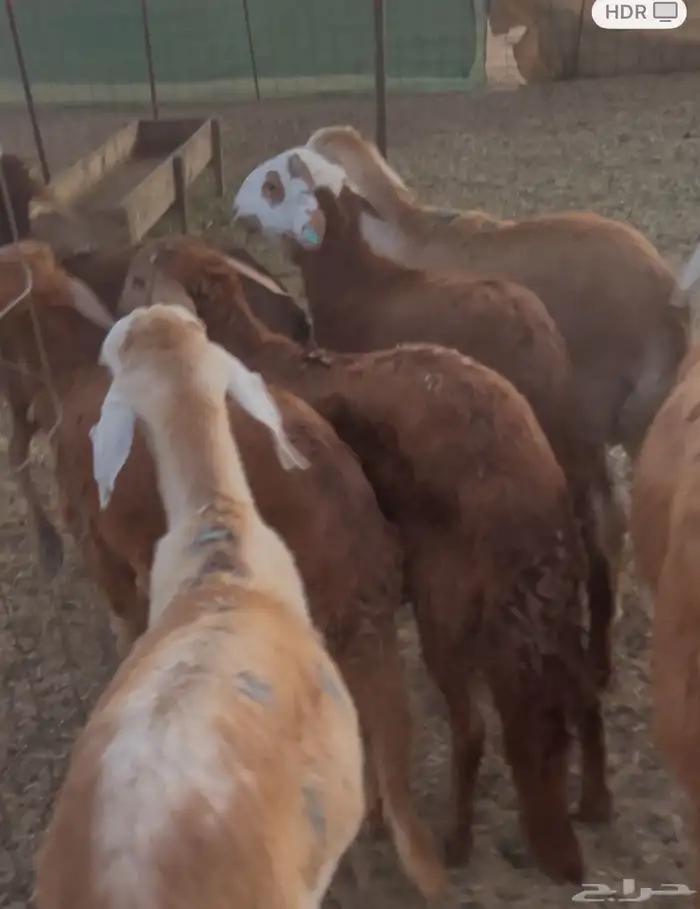 اضاحي العيد شامل الذبح والتوصيل 5