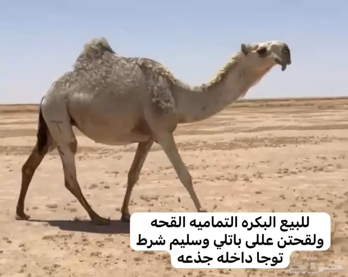 للبيع البكار واللقحات بداوه وعلي جميع الشروط 1