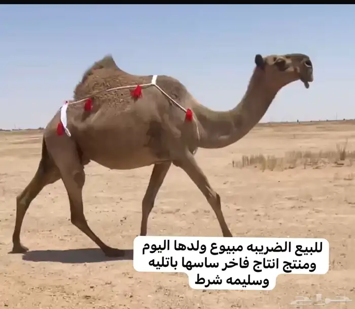 للبيع البكار واللقحات بداوه وعلي جميع الشروط 3
