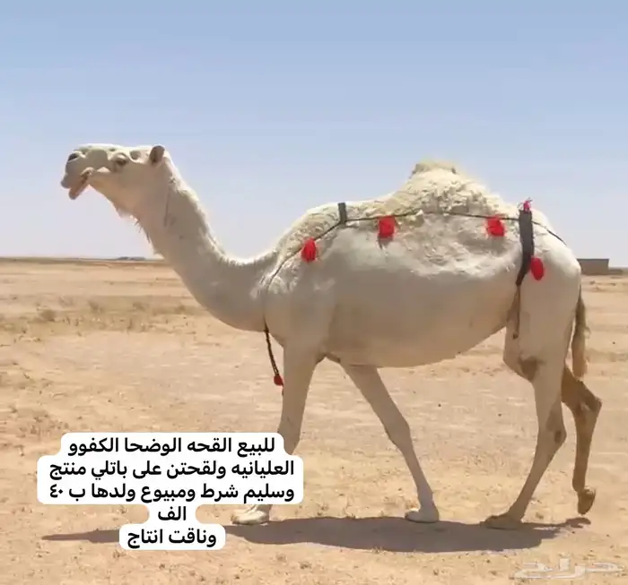للبيع البكار واللقحات بداوه وعلي جميع الشروط 2
