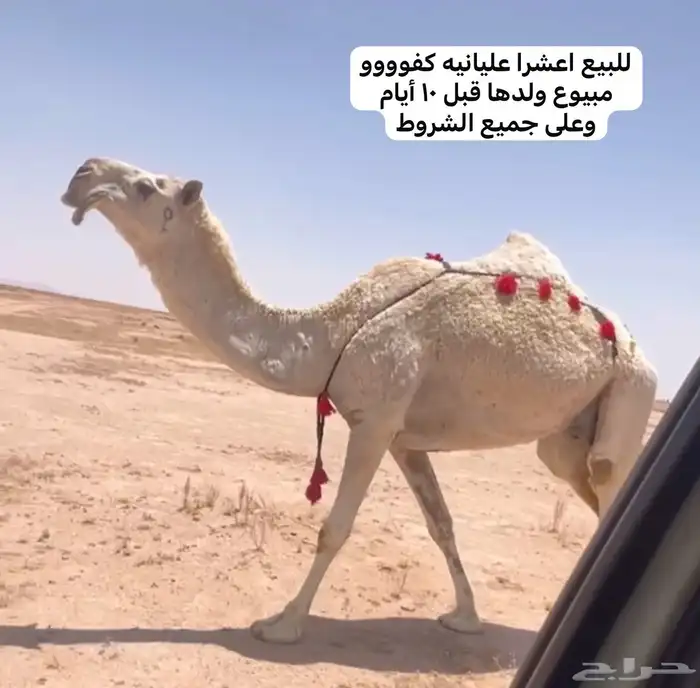 للبيع الوضح القحات بدأوه 0