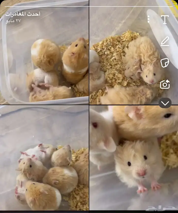 هامسترات 1