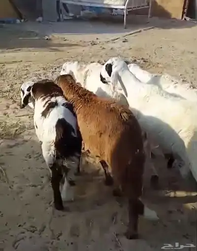 اضاحي ضحايا سواكني طيب 2