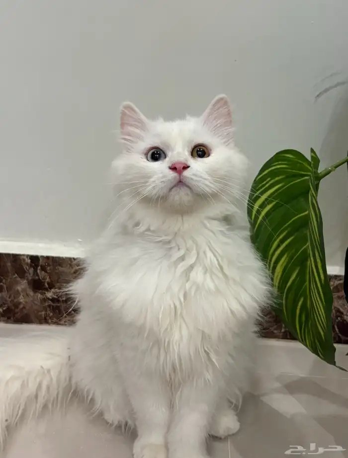 قطة انثى انغورا تركي للبيع 3