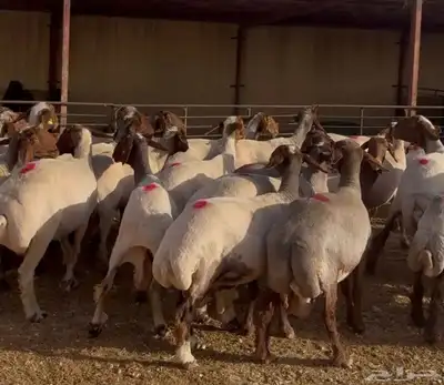 قصاصالقنام مكينا 0
