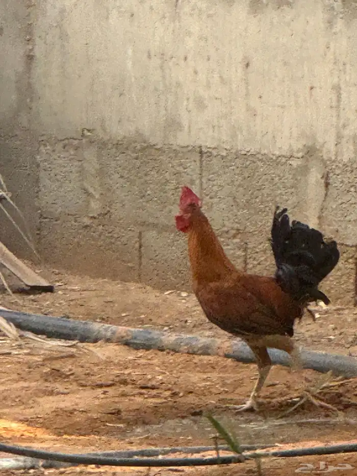 ثلاث ديكه عمر 6 شهور مع دجاج بياض 1