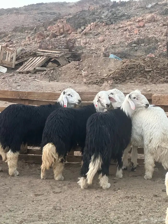 طليان جذعان نجاد 3