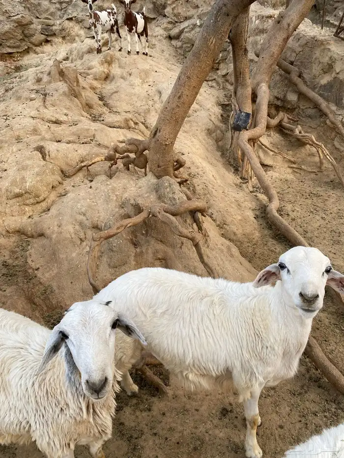 خرفان وتيوس 5