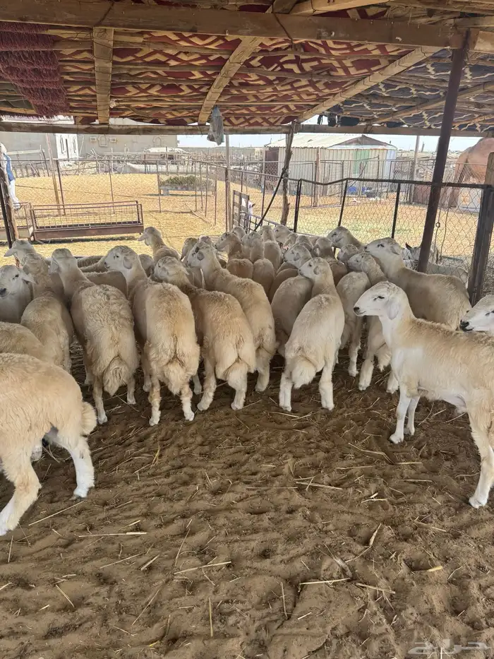 طليان جبره الموقع المظيلف 1