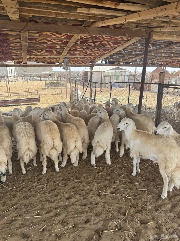 طليان جبره الموقع المظيلف تمم البيع 1