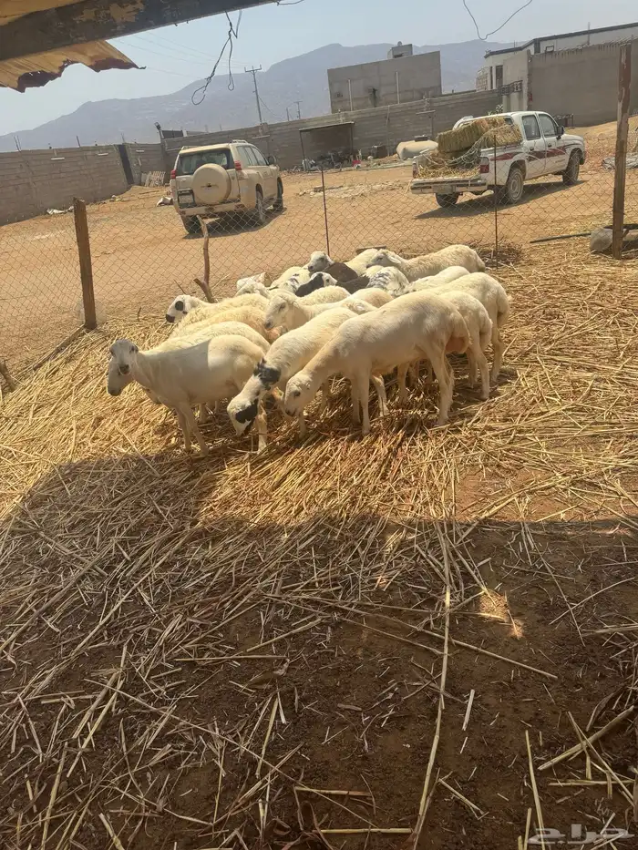 اضاحي للبيع 1