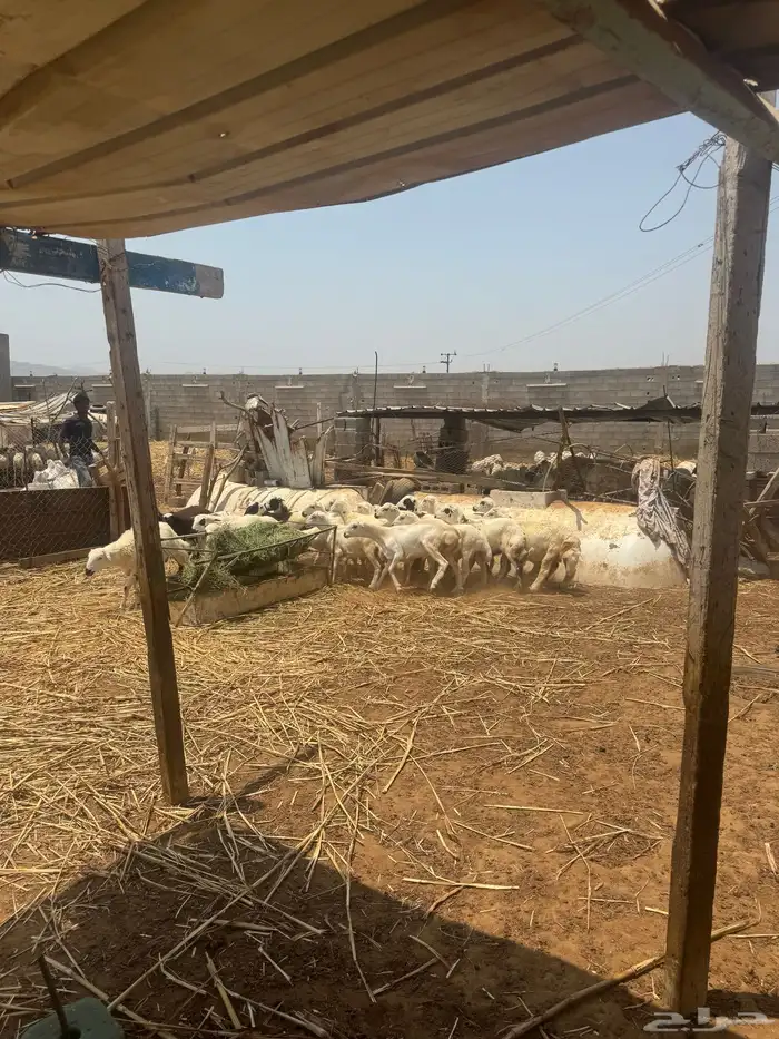 اضاحي للبيع 3