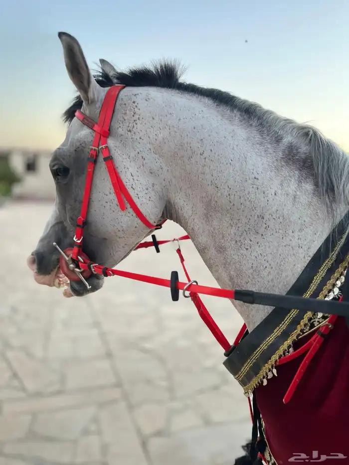 حصان شعبي طرب 5