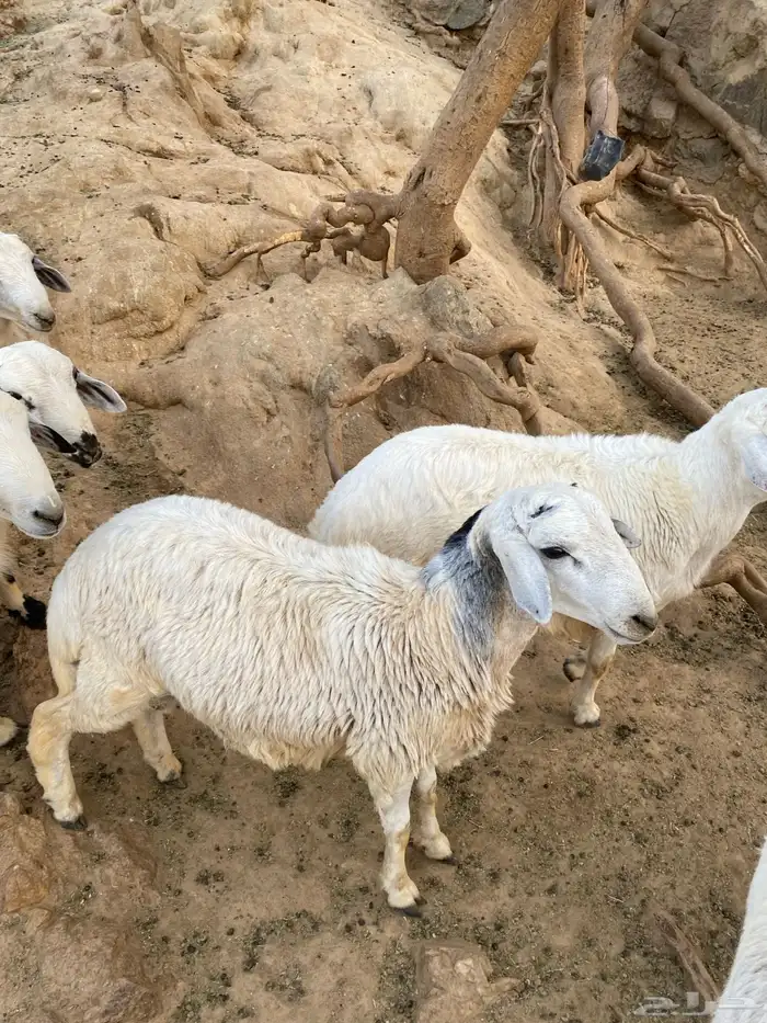 خرفان وتيوس 4