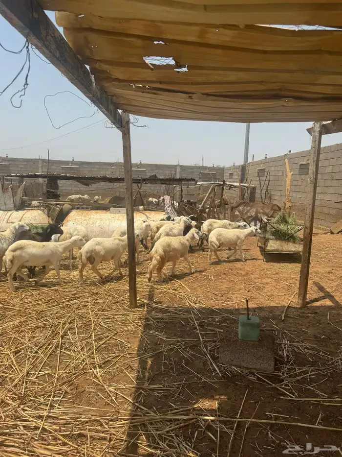 اضاحي للبيع 0