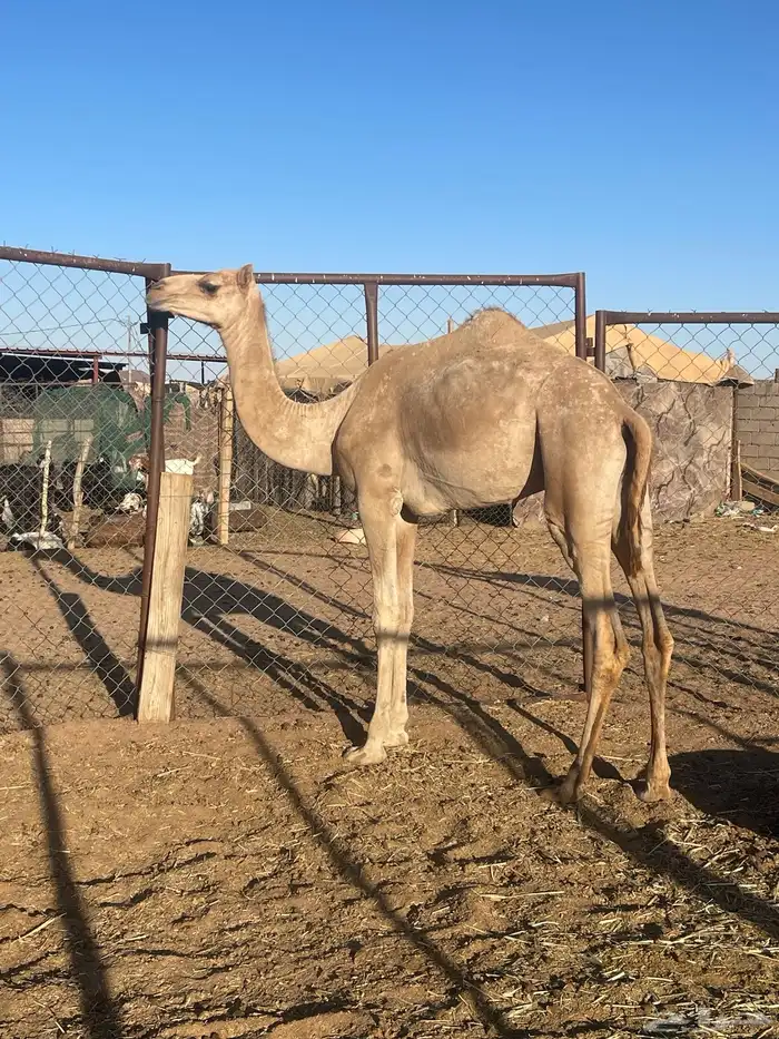 للبيع قعود فطيم طيب 1