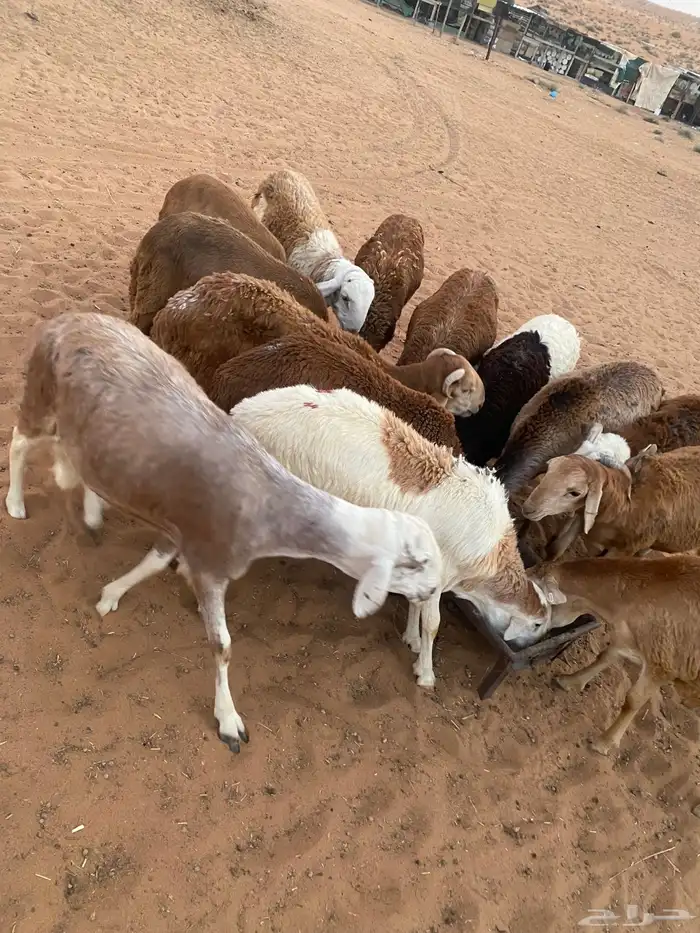 سواكن ضحايا تربية ست شهور 3