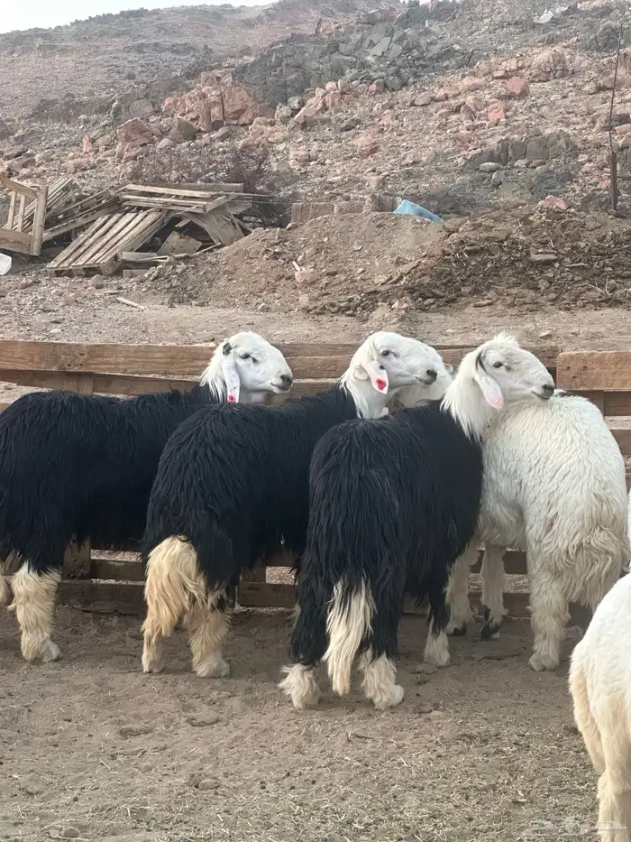 طليان جذعان نجاد 2