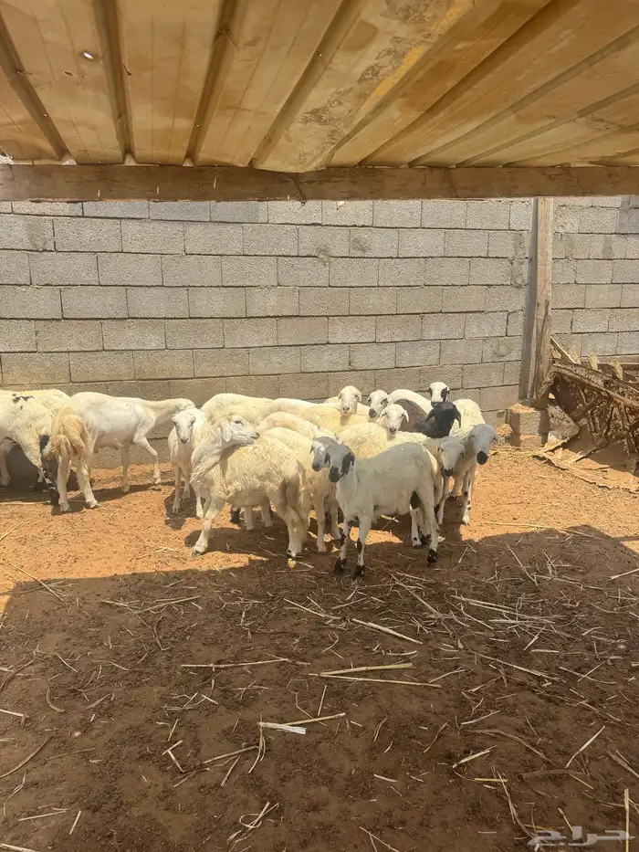 اضاحي للبيع 7