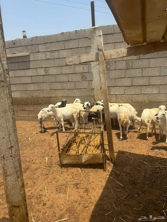 اضاحي للبيع 8